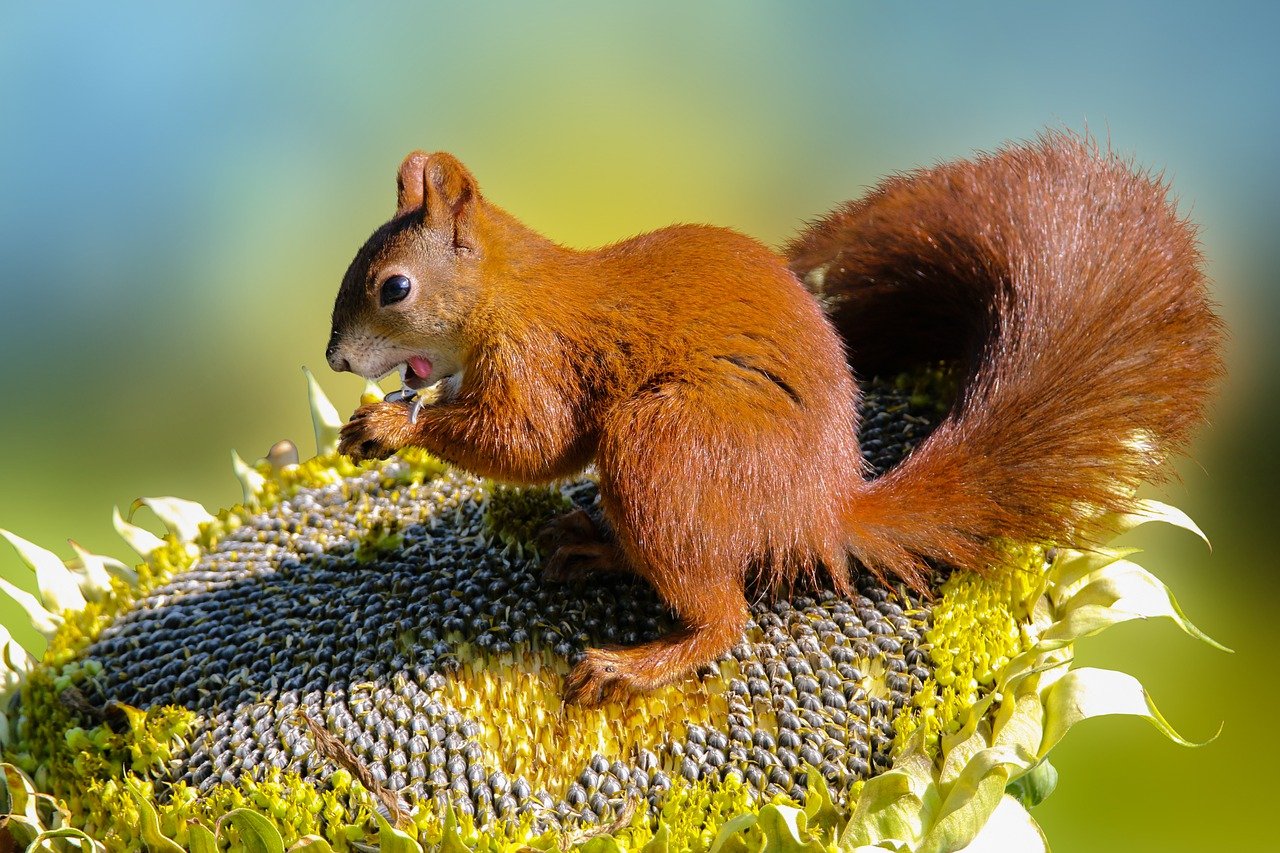 squirrel-1